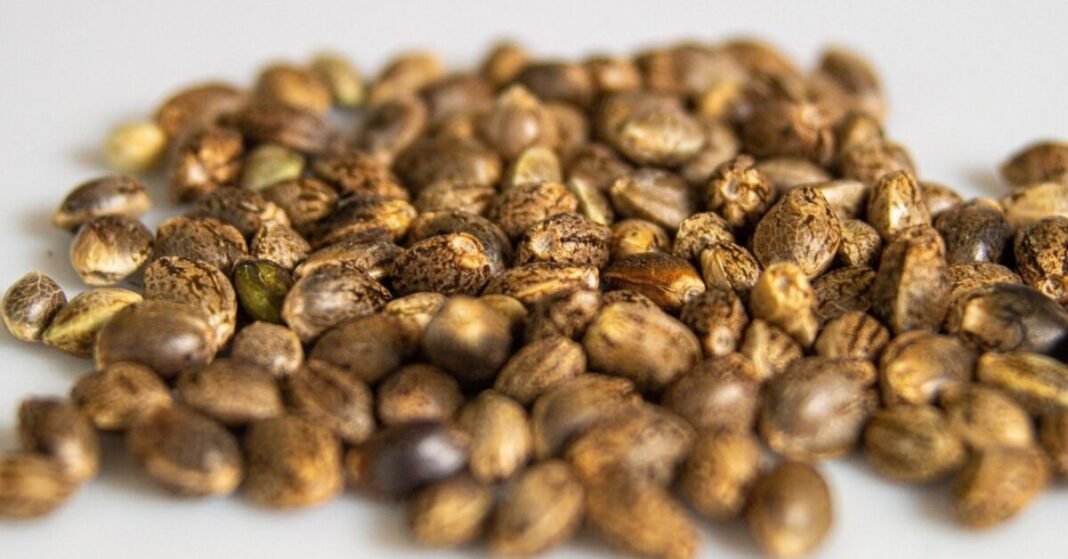 New Zealand Seed Project Aims To Boost Hemp Cultivation