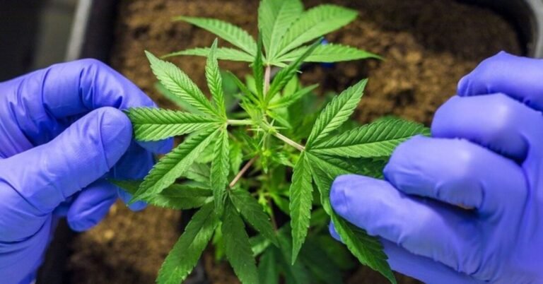 Ghana Announces Expanded Cannabis Research Collaboration