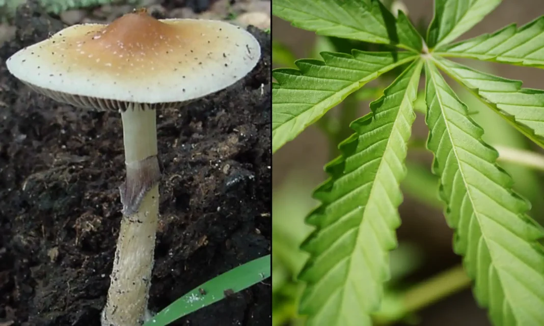 Badania wykazują, że wysokie dawki THC zawartego w konopiach indyjskich mogą wywoływać „stany podobne do psychodelicznych”