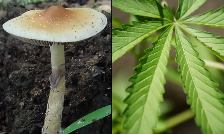 Badania wykazują, że wysokie dawki THC zawartego w konopiach indyjskich mogą wywoływać „stany podobne do psychodelicznych”