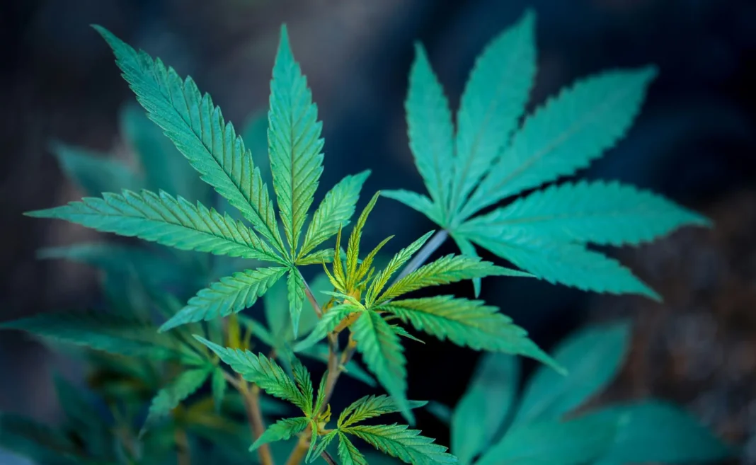 Medical Marijuana Improves Symptoms And Quality Of Life For 80% Of Cancer Patients, Study Finds - MEDCAN24