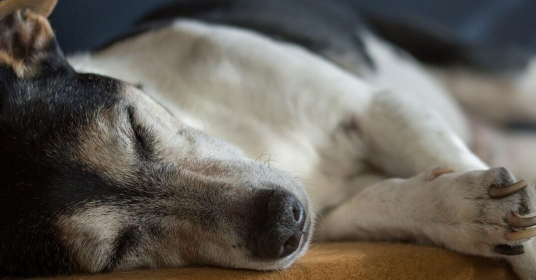 Study Finds CBD May Reduce Canine Anxiety