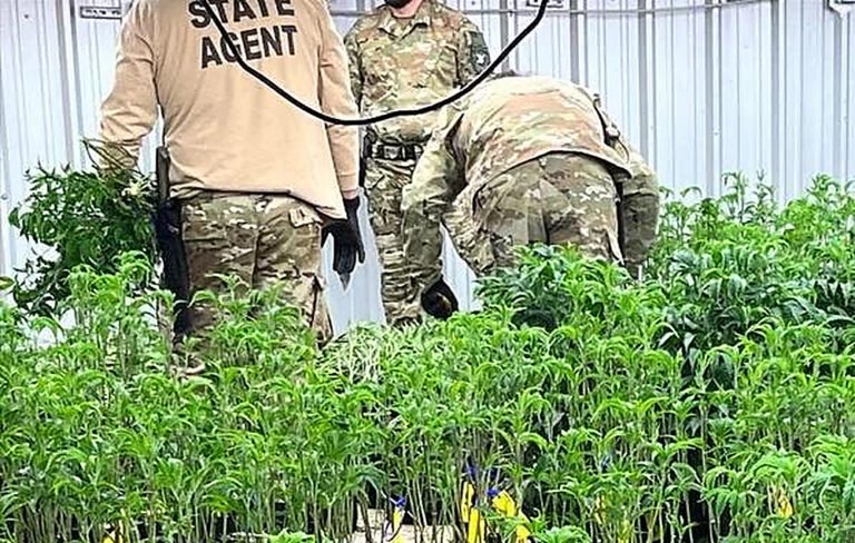Senators invoke hemp loophole in call for criminal probe of Chinese cannabis networks