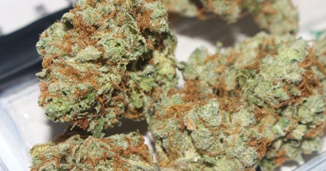 Cannabis Was Canada’s Fifth Most Important Cash Crop In 2025