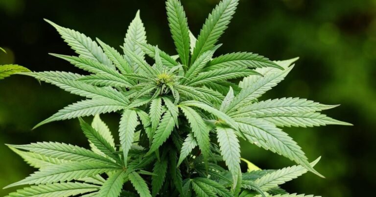Albania Adopts Cannabis Industry Tracking Rules