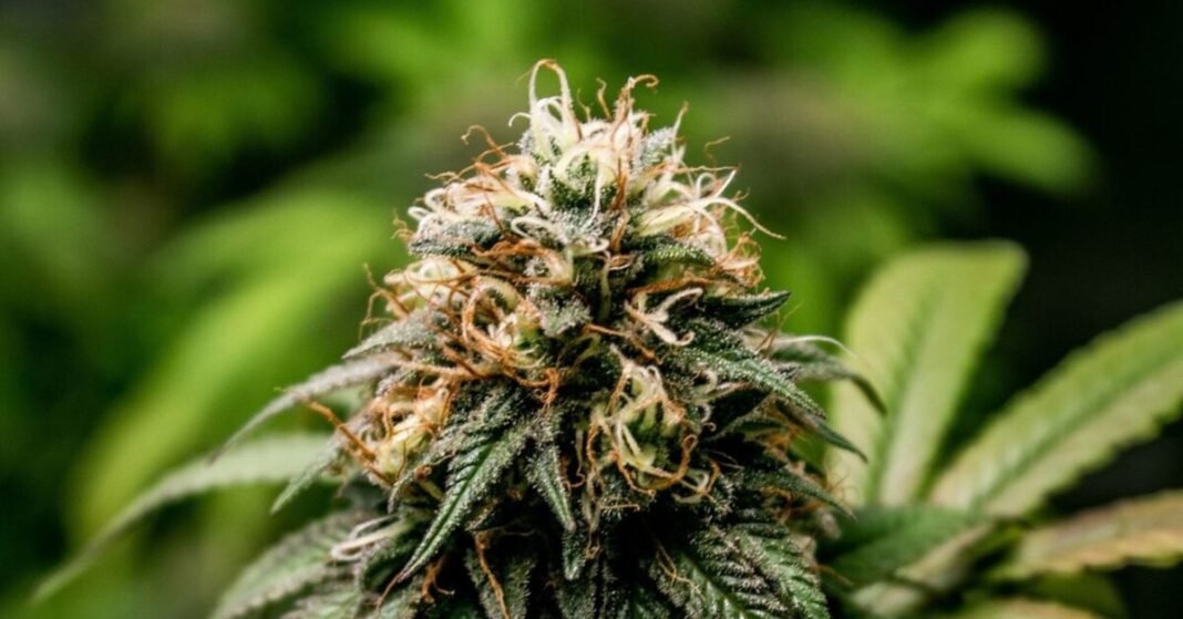 Approved German Cannabis Cultivation Association Total Nears 500