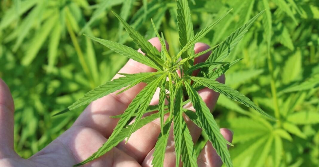 Germany’s Hemp Intoxication Clause Creates Unnecessary Risk For Farmers