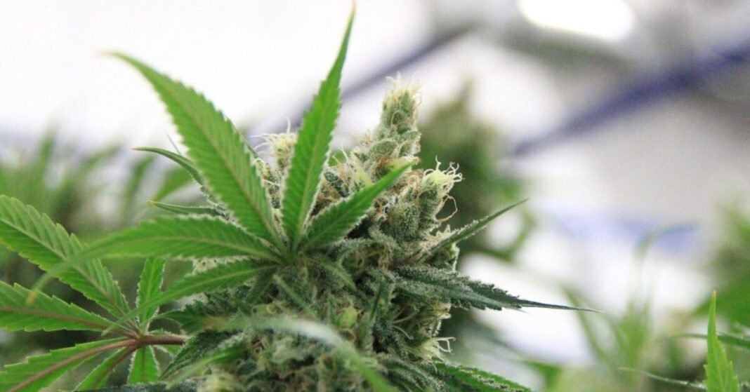 Build Your Cannabis Company A Floor That Watches Itself